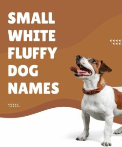 Small White Fluffy Dog Names Small White Fluffy Dog Names