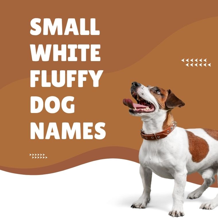 Small White Fluffy Dog Names Small White Fluffy Dog Names