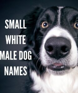 Small White Male Dog Names