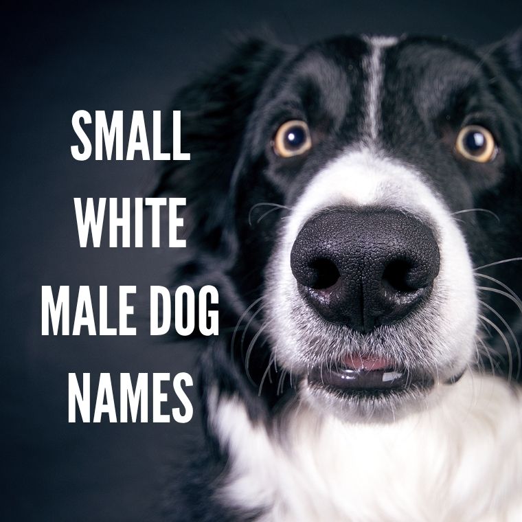 Small White Male Dog Names