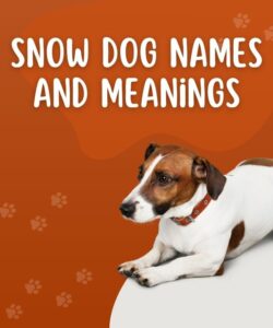 Snow Dog Names And Meanings Snow Dog Names And Meanings