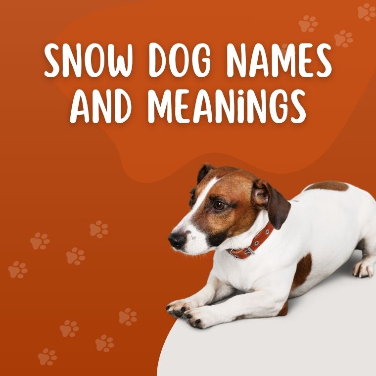 Snow Dog Names And Meanings Snow Dog Names And Meanings