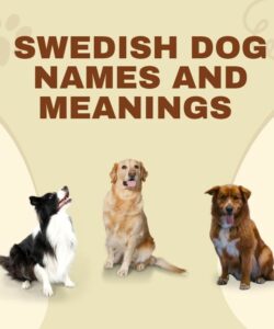 Swedish Dog Names And Meanings Swedish Dog Names And Meanings