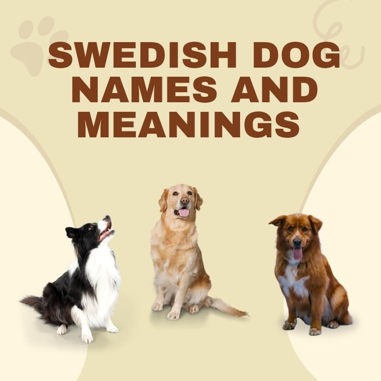 Swedish Dog Names And Meanings