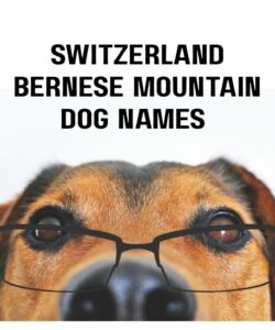Switzerland Bernese Mountain Dog Names Switzerland Bernese Mountain Dog Names