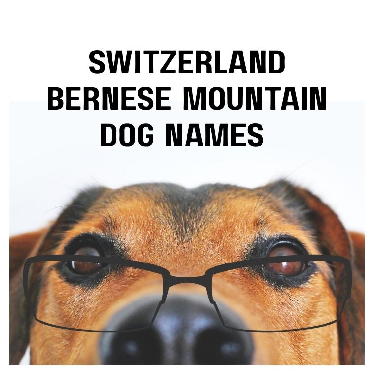Switzerland Bernese Mountain Dog Names Switzerland Bernese Mountain Dog Names
