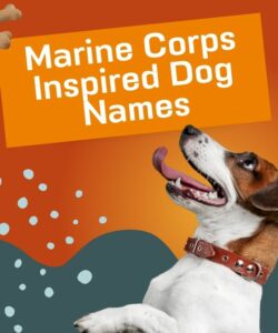 Marine Corps Inspired Dog Names