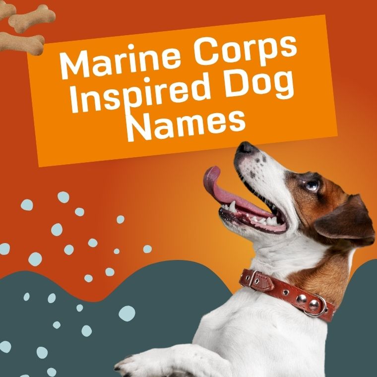 Marine Corps Inspired Dog Names Marine Corps Inspired Dog Names