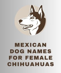 Mexican Dog Names For Female Chihuahuas Mexican Dog Names For Female Chihuahuas