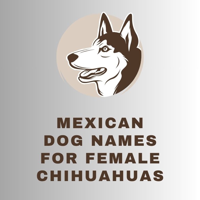 Mexican Dog Names For Female Chihuahuas Mexican Dog Names For Female Chihuahuas