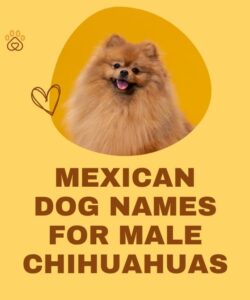 Mexican Dog Names For Male Chihuahuas