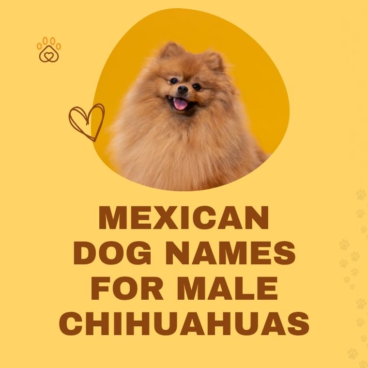 Mexican Dog Names For Male Chihuahua