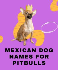 Mexican Dog Names For Pitbulls Mexican Dog Names For Pitbulls