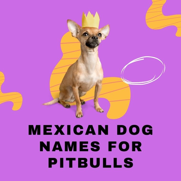Mexican Dog Names For Pitbulls Mexican Dog Names For Pitbulls