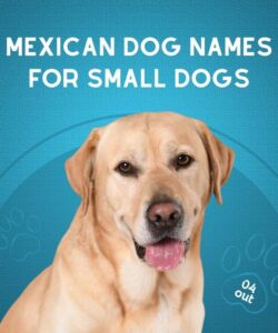 Mexican Dog Names For Small Dogs Mexican Dog Names For Small Dogs