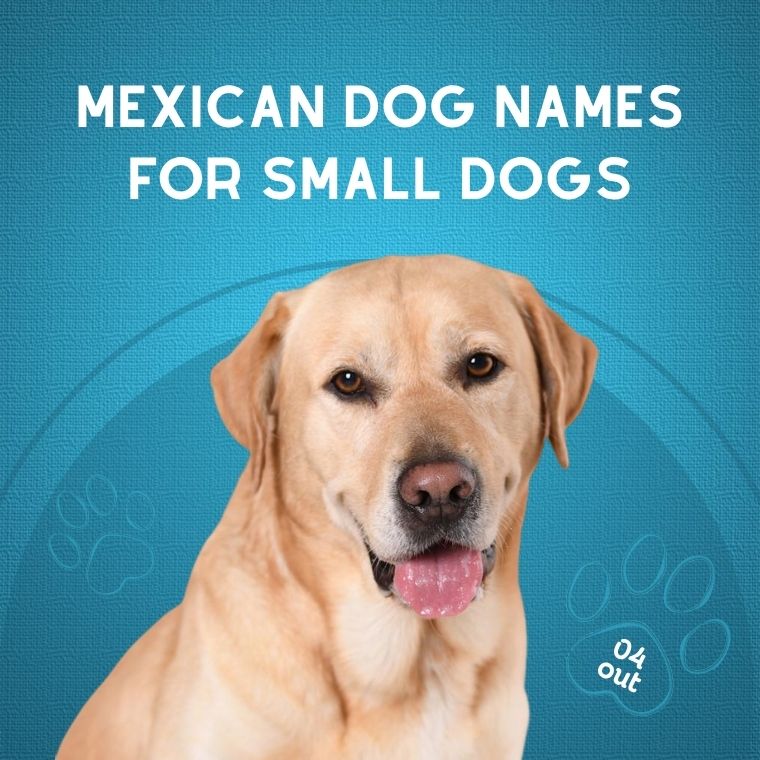 Mexican Dog Names For Small Dogs Mexican Dog Names For Small Dogs