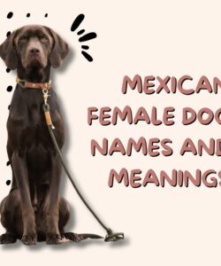 Mexican Female Dog Names And Meanings Mexican Female Dog Names And Meanings