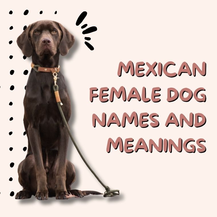 Mexican Female Dog Names And Meanings Mexican Female Dog Names And Meanings
