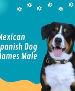 Mexican Spanish Dog Names Male Mexican Spanish Dog Names Male