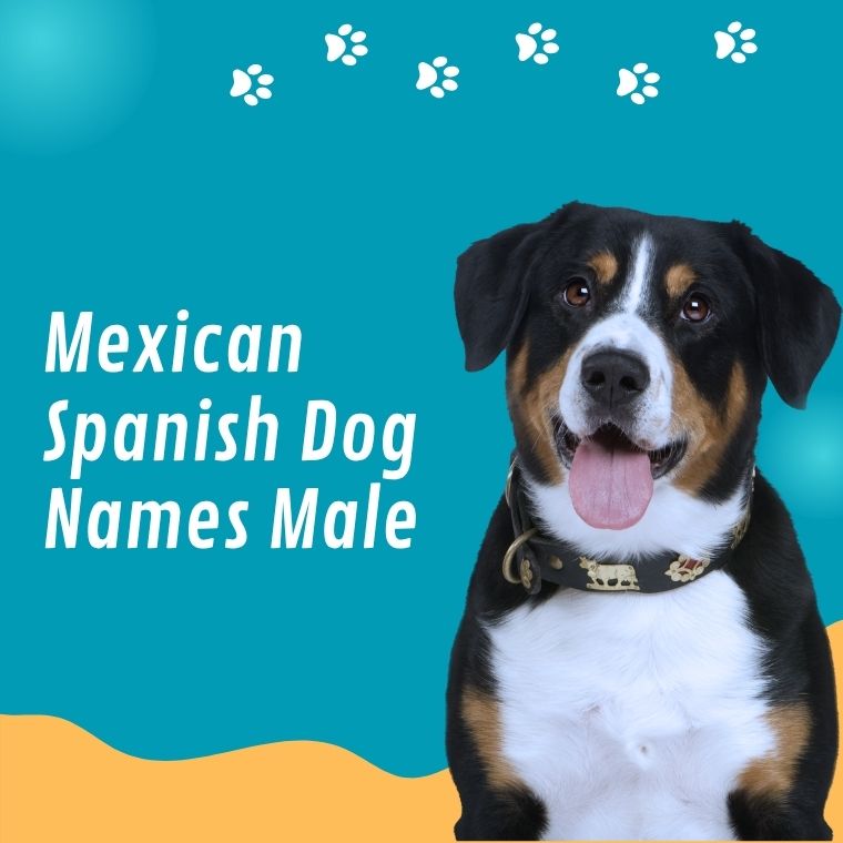 Mexican Spanish Dog Names Male Mexican Spanish Dog Names Male