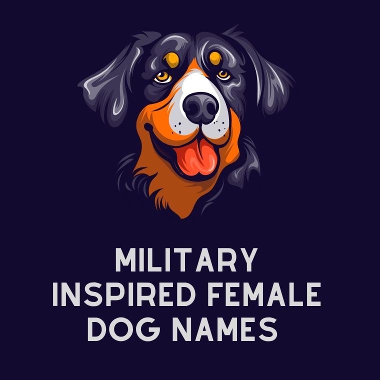 Military Inspired Female Dog Names Military Inspired Female Dog Names