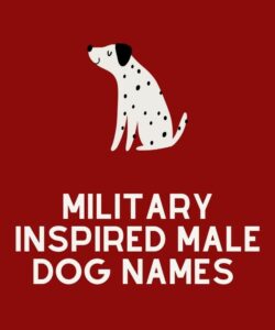 Military Inspired Male Dog Names Military Inspired Male Dog Names