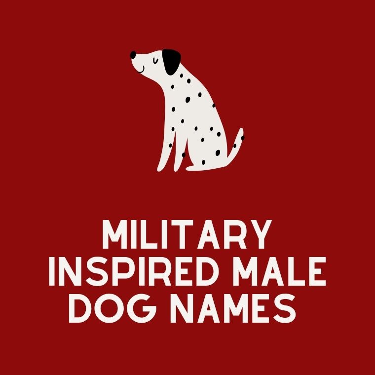 Military Inspired Male Dog Names