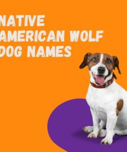 Native American Wolf Dog Names Native American Wolf Dog Names