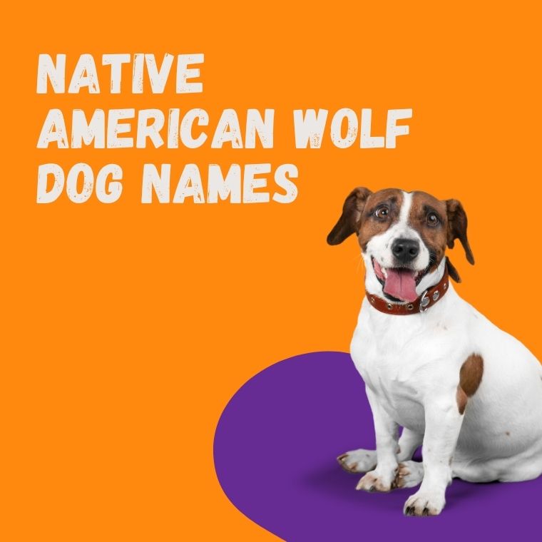 Native American Wolf Dog Names Native American Wolf Dog Names