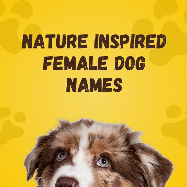 Nature Inspired Female Dog Names
