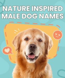 Nature Inspired Male Dog Names