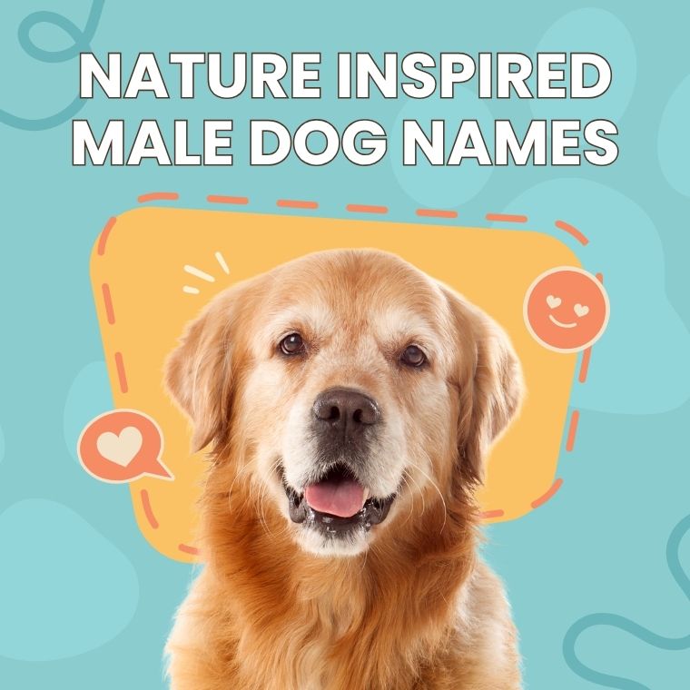 Nature Inspired Male Dog Names Nature Inspired Male Dog Names