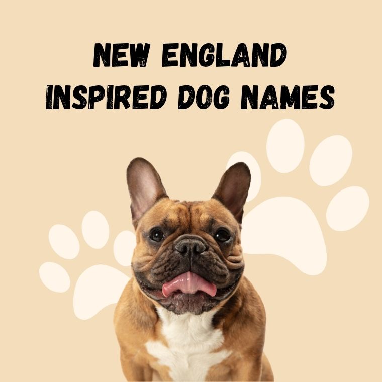 New England Inspired Dog Names New England Inspired Dog Names