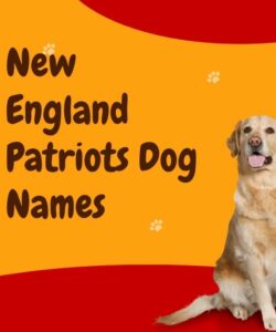 New England Patriots Dog Names