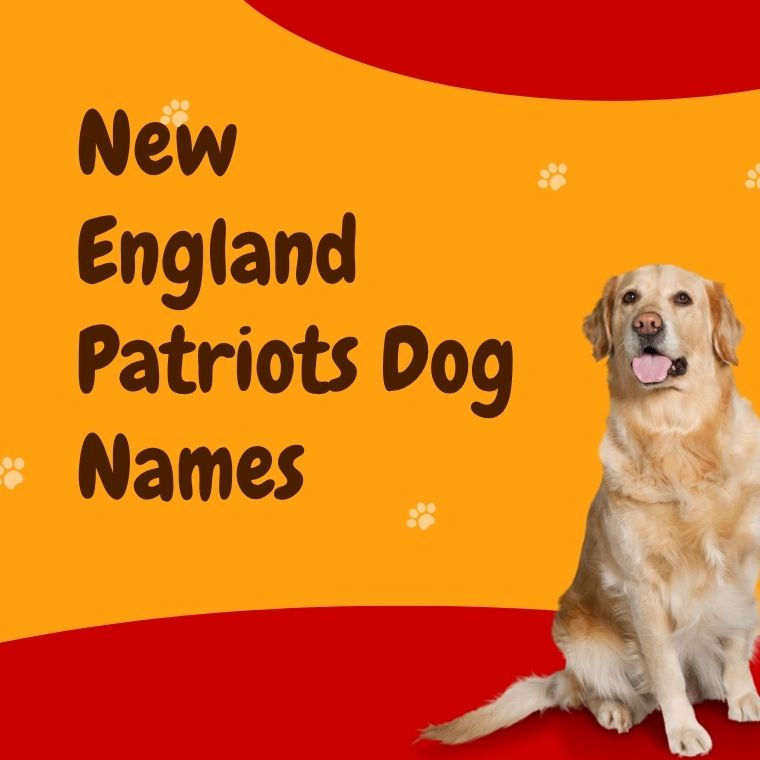 New England Patriots Dog Names