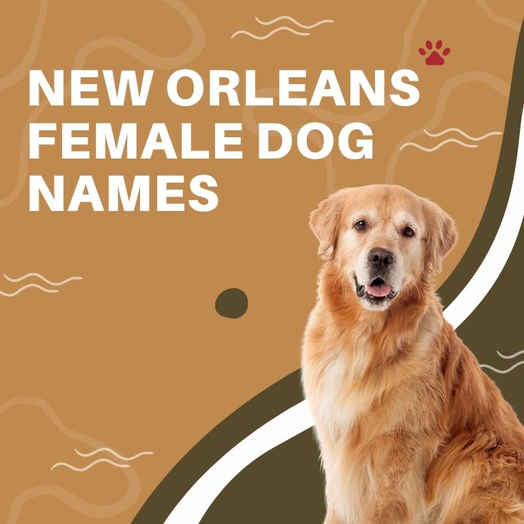 New Orleans Female Dog Names