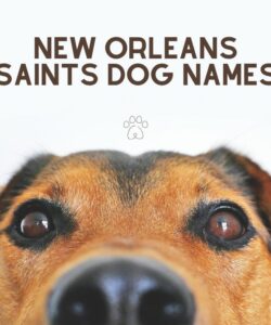 New Orleans Saints Dog Names