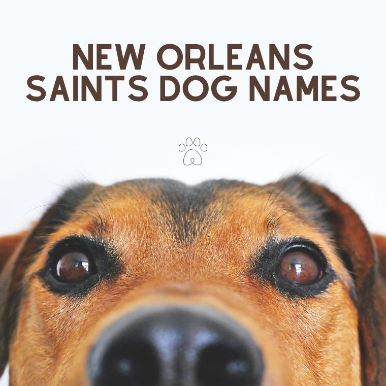 New Orleans Saints Dog Names