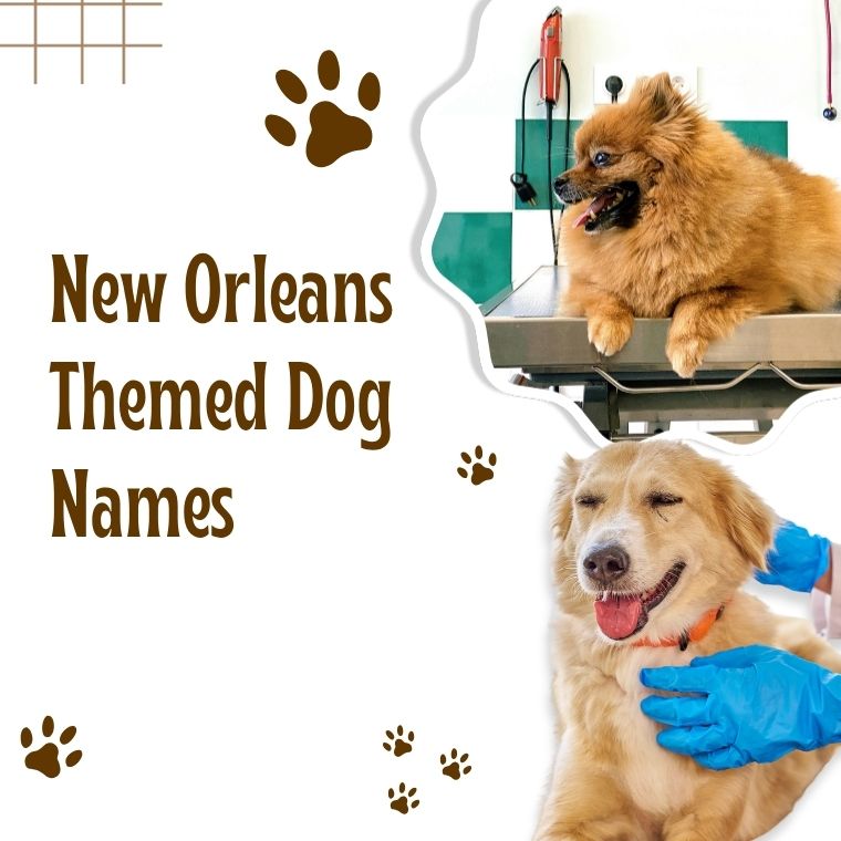 New Orleans Themed Dog Names