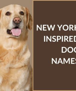 New York Inspired Dog Names