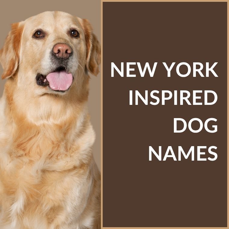 New York Inspired Dog Names New York Inspired Dog Names