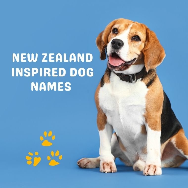 New Zealand Inspired Dog Names New Zealand Inspired Dog Names