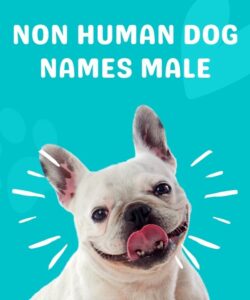 Non Human Dog Names Male Non Human Dog Names Male