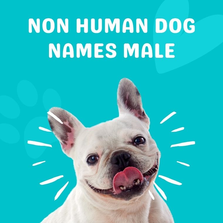 Non Human Dog Names Male Non Human Dog Names Male