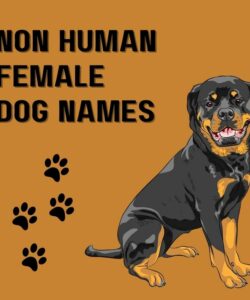 Non Human Female Dog Names Non Human Female Dog Names