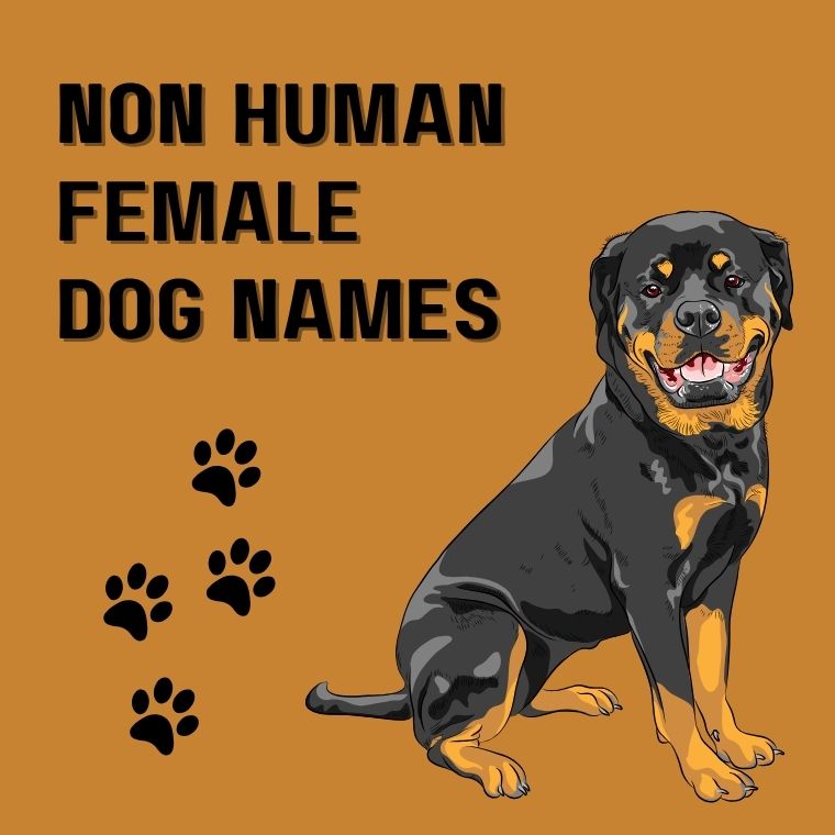 Non Human Female Dog Names Non Human Female Dog Names