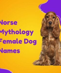 Norse Mythology Female Dog Names Norse Mythology Female Dog Names