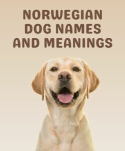 Norwegian Dog Names And Meanings Norwegian Dog Names And Meanings