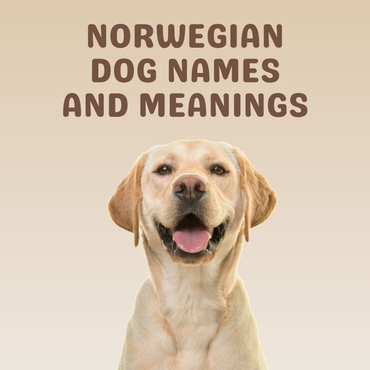 Norwegian Dog Names And Meanings