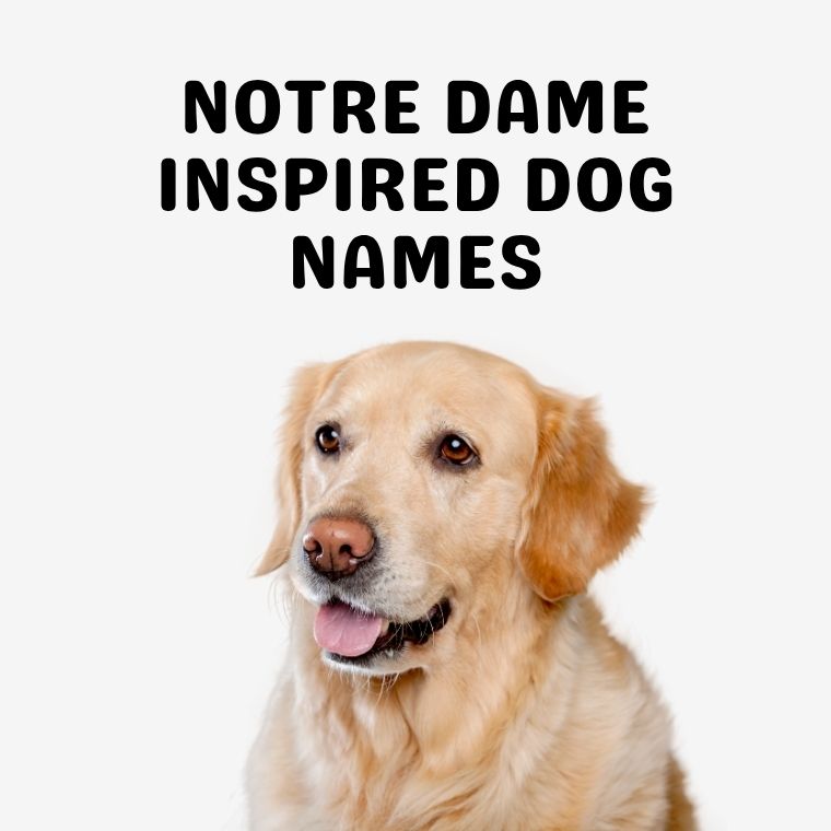 Notre Dame Inspired Dog Names Notre Dame Inspired Dog Names